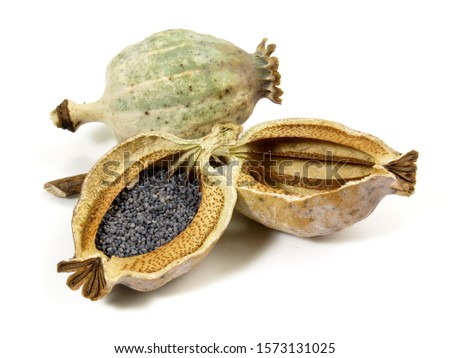 Similar – Image, Stock Photo poppy seed capsules picked