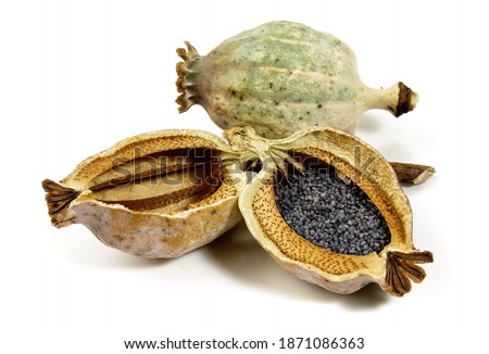 Similar – Image, Stock Photo poppy seed capsules picked