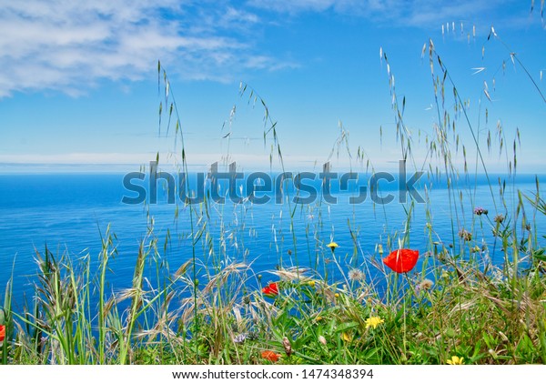 Poppy seed\
flowers and other flowers and gras field Achadas da cruz village \
view to Atlantic ocean in summer sunny day near cable car in Porto\
Moniz district, Madeira,\
Portugal