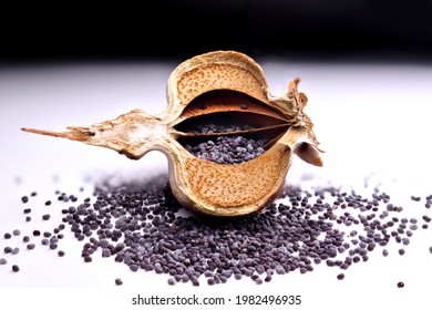 Poppy seed head cross section with poppy seeds inside on a white table background with poppy seeds spilled.