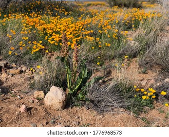 Poppy Seed Plant From The Franklin Mountains