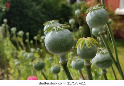 Poppy seed pods in June