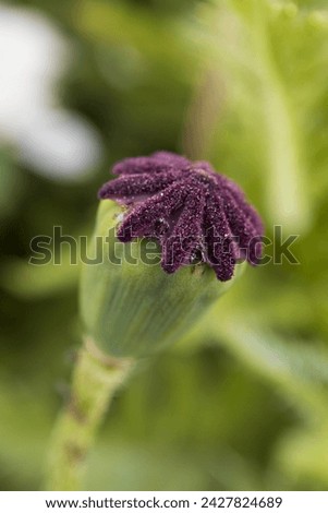 poppy seedpod close-up on a blurry greenish background