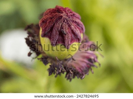 poppy seedpod close-up on a blurry greenish background