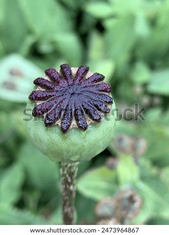 Similar – Image, Stock Photo poppy seed capsules Flower