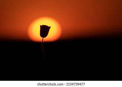 Poppy Seed Field on Sunset Free Stock Photo | picjumbo