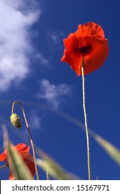 Poppy Stands Tall