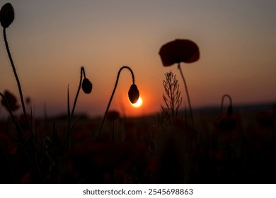 Poppy Sun Dusk sunset silhouette - Powered by Shutterstock