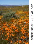 Poppy super bloom in antelope valley, California, United States