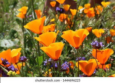 Poppy Super Bloom Southern Califnornia 2019