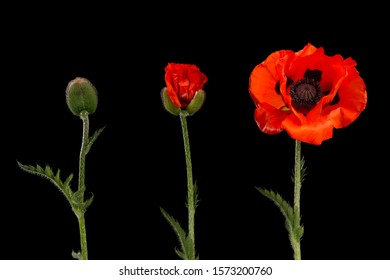 Poppy In Three Stages, From Bud To Blooming Flower On A Black Background