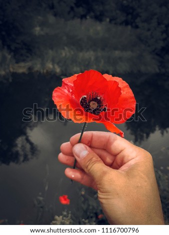 Similar – Hand touching a red poppy