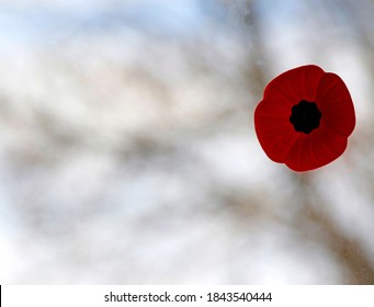 The poppy for World War I Remembrance Day