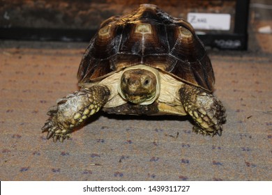 Poptart The Baby Sulcata Tortoise 