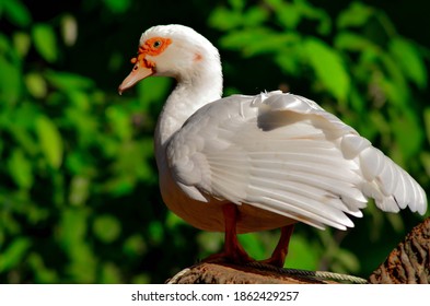 a popular breed of ducks in the summer garden. - Shutterstock ID 1862429257