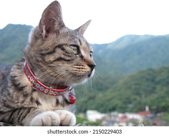 Popular Cat Village At Taiwan