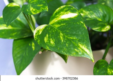 Popular Indoor Plant Epipremnum Aureum