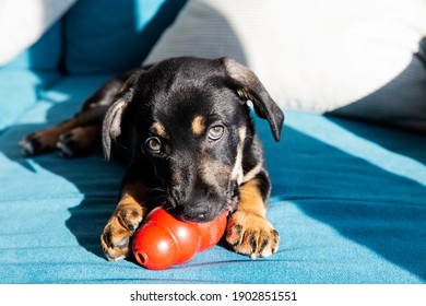 The Popular Kong Ball Dog Toy. Black Puppy Chewing Kong Toy. Calm Puppy Playing At Sofa.