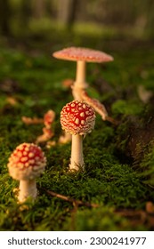 Popular red toadstool mushroom in latin Amanita muscaria in late sunset.