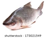 Popular Rohu or Rohit fish of Indian subcontinent