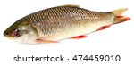 Popular Rohu or Rohit fish of Indian subcontinent over white background