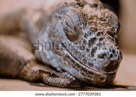 Popular tropical lizard Close up of iguana resting in enclosure highlighting exotic reptile captivity concept