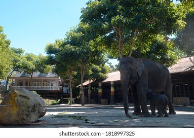 The Population Of Elephants In Indonesia Is Threatened With Extinction Due To The Illegal Trade In Ivory, With Around 2,000 Remaining. Like The Sumatran Elephants At The Batu City Zoo In December 2018