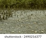 A population of fiddler crabs (Uca lactea) lives near the aerial roots of the grey mangrove (Avicennia marina) on the mud in northwestern Taiwan. 