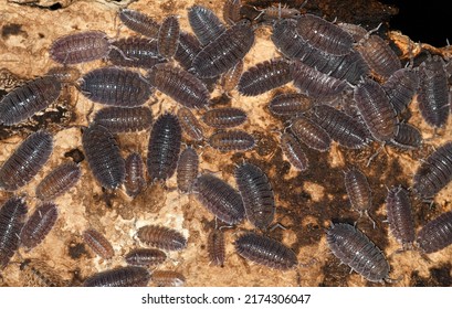 Population Of Porcellio Echinatus, A Species Of Woodlouse In The Family Porcellionidae. 