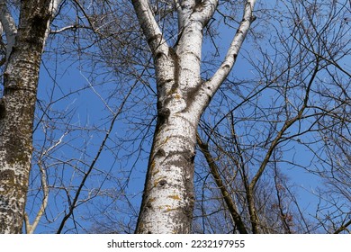 Populus alba tree in winter season - Shutterstock ID 2232197955
