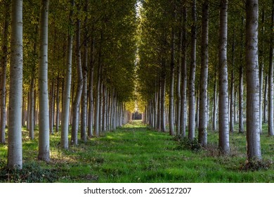 Populus canadensis. Canadian poplar forest for timber harvesting. - Shutterstock ID 2065127207