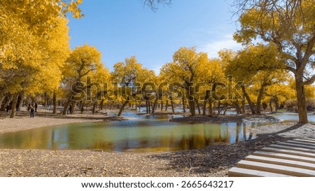 Populus euphratica forest in Ejina Banner Inner Mongolia desert Populus euphratica forest