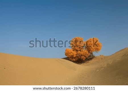 Populus Euphratica growing vigorously in desert area