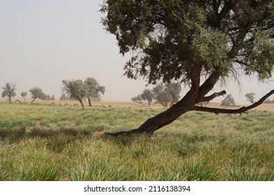 Populus Euphratica Is A Plant Belonging To The Phylum Angiosperms, Dicotyledonous Plants, Pseudomonas, Salicaceae, Salicaceae, And Populus.