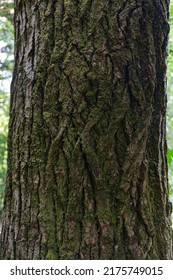 Populus Nigra, The Black Poplar Tree