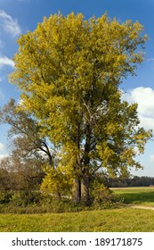 Populus X Canadensis, Hybrid Black Poplar