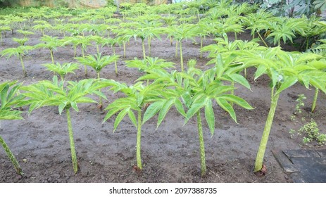 Porang Farm Amorphophallus Muelleri Blume Known库存照片2097388735 ...