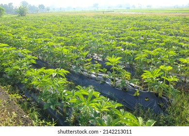 Porang field or Amorphophallus muelleri Blume also known as porang, iles-iles, elephant foot, sweet yam, konjac, suweg, walur, in asia
