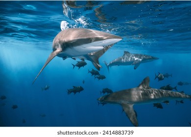 Tiburón marrajo marrajo (Lamna nasus) El tiburón marrajo marrajo es un tiburón grande y depredador que se encuentra en el Atlántico Norte. Se ha enfrentado a la sobrepesca, particularmente por sus valiosas aletas, y ahora se le considera vulnerable.