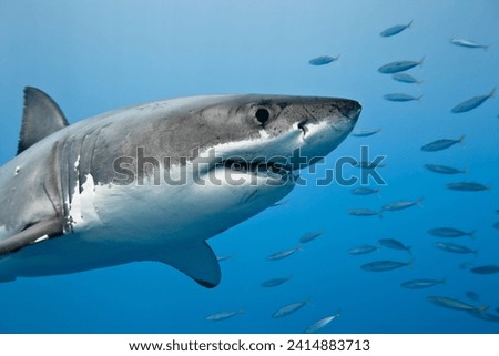 Porbeagle Shark (Lamna nasus) The porbeagle shark is a large,predatory shark found in the North Atlantic.It has faced overfishing, particularly for its valuable fins, and is now considered vulnerable.