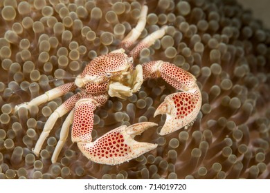 Porcelain crab in an anemone - Shutterstock ID 714019720