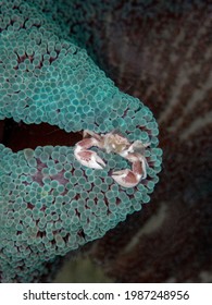 Porcelain Crab In Carpet Anemone