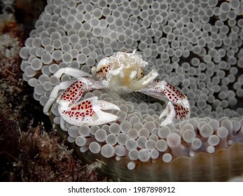 Porcelain Crab In Carpet Anemone