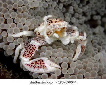 Porcelain Crab In Carpet Anemone