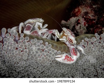 Porcelain Crab In Carpet Anemone