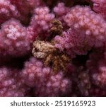 Porcelain Crab - Coral - mer Rouge