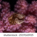 Porcelain Crab - Coral - mer Rouge