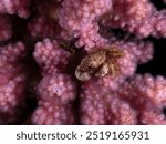 Porcelain Crab - Coral - mer Rouge