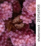 Porcelain Crab - Coral - mer Rouge