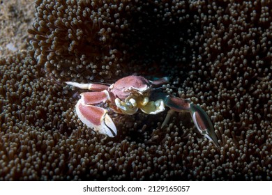 Porcelain Crabs Are Decapod Crustaceans In The Widespread Family Porcellanidae, Which Superficially Resemble True Crabs. Scuba Diving The Coral Reef Of Thailand.